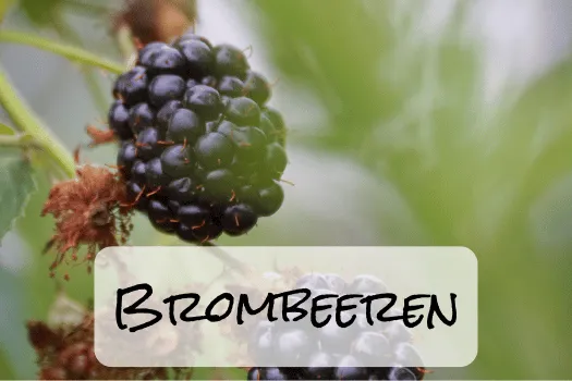 Hof Brachland - Brombeeren (1)