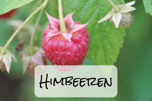 Hof Brachland - Himbeere