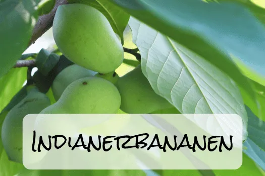 Hof Brachland - Indianerbananen