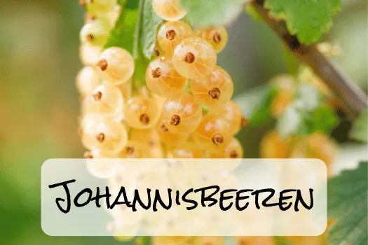 Hof Brachland - Johannisbeeren (1)