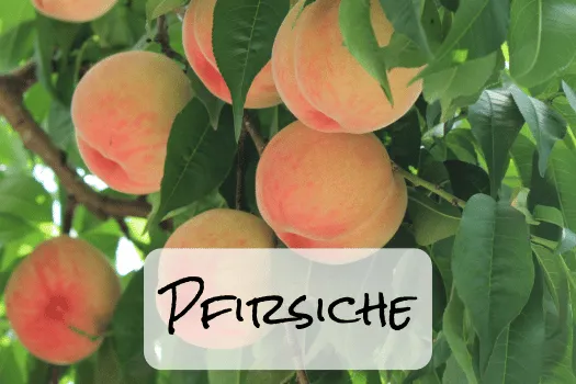 Hof Brachland - Pfirsiche