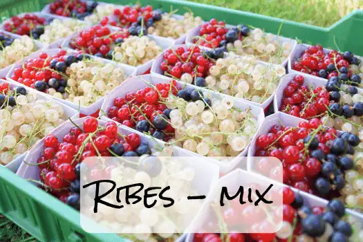 Hof Brachland - Ribes Mix