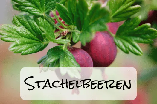 Hof Brachland - Stachelbeeren (1)