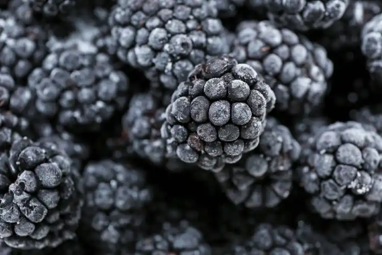 Brombeeren einzelgefroren (1. Klasse), 1kg