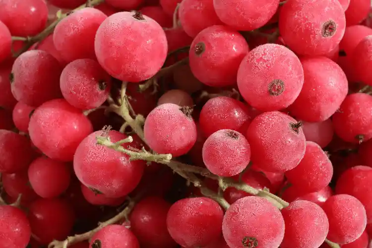 Johannisbeeren - ganze Trauben, 1kg