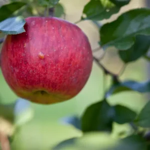 Äpfel - 1kg